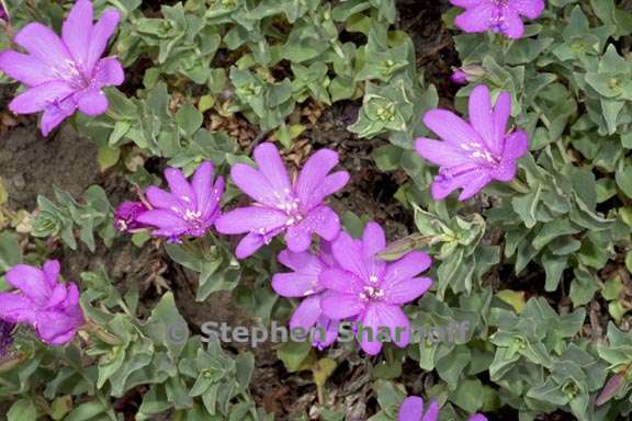 epilobium obcordatum 4 graphic